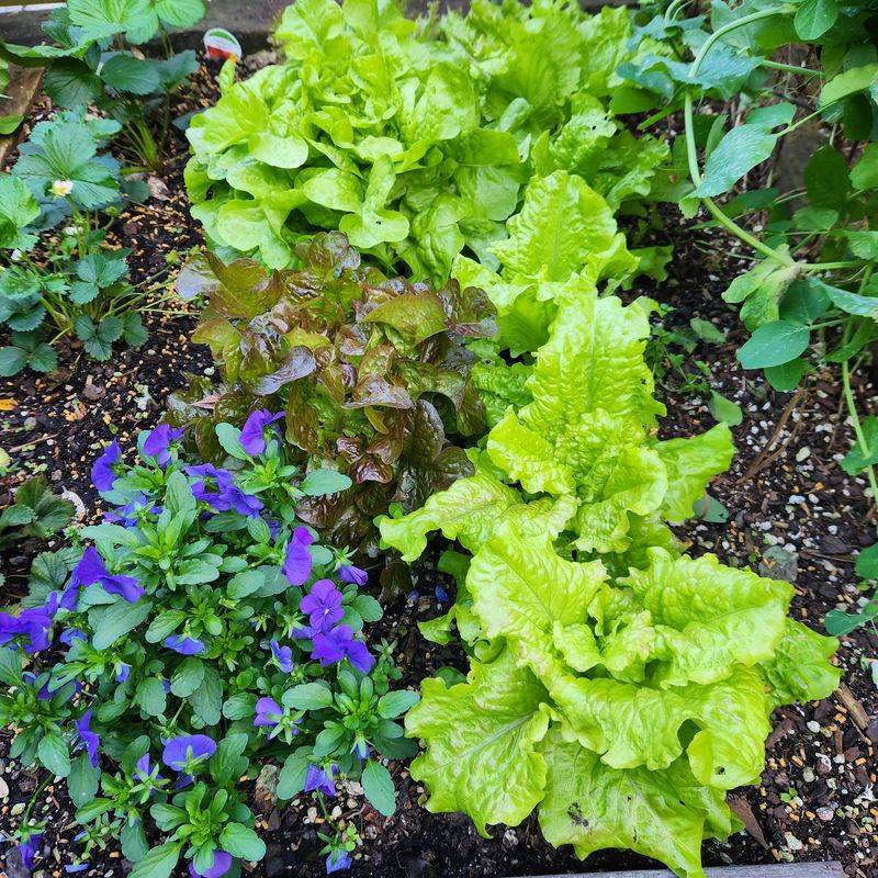 Lettuce