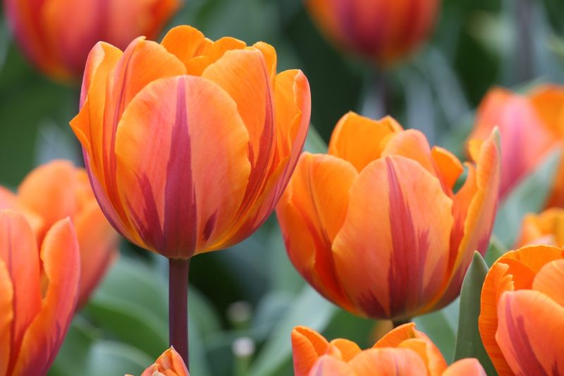 Princess Irene Tulips