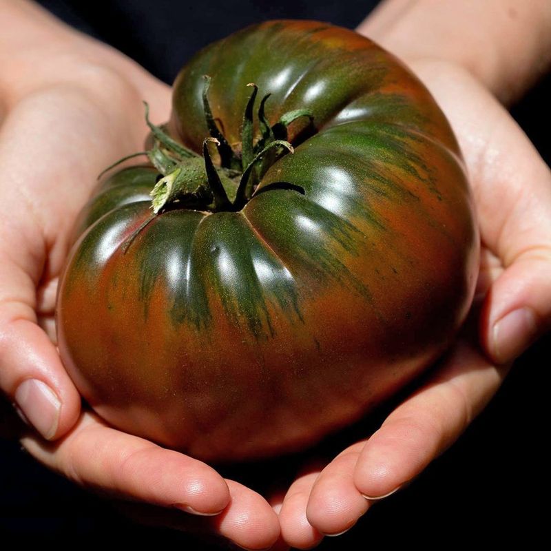 Black Krim: The Exotic Flavor Champion