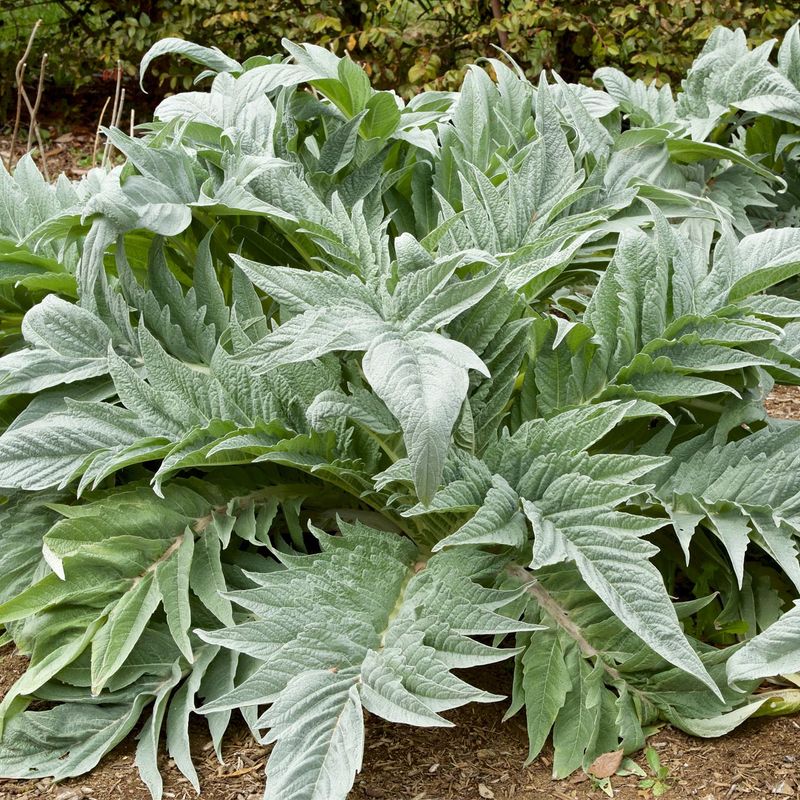 Cardoon