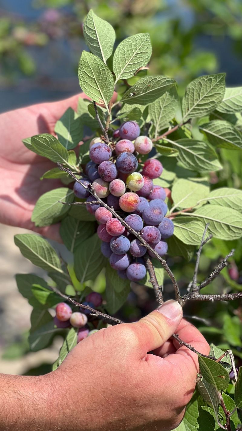Beach Plum