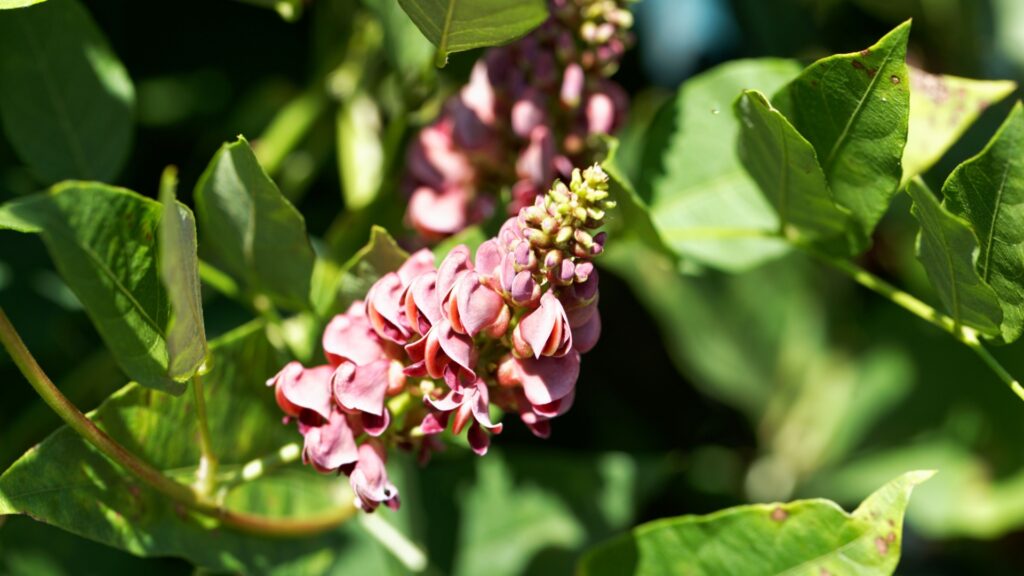 groundnuts flower
