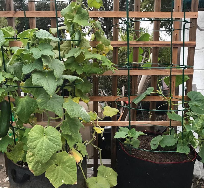 Try Succession Planting