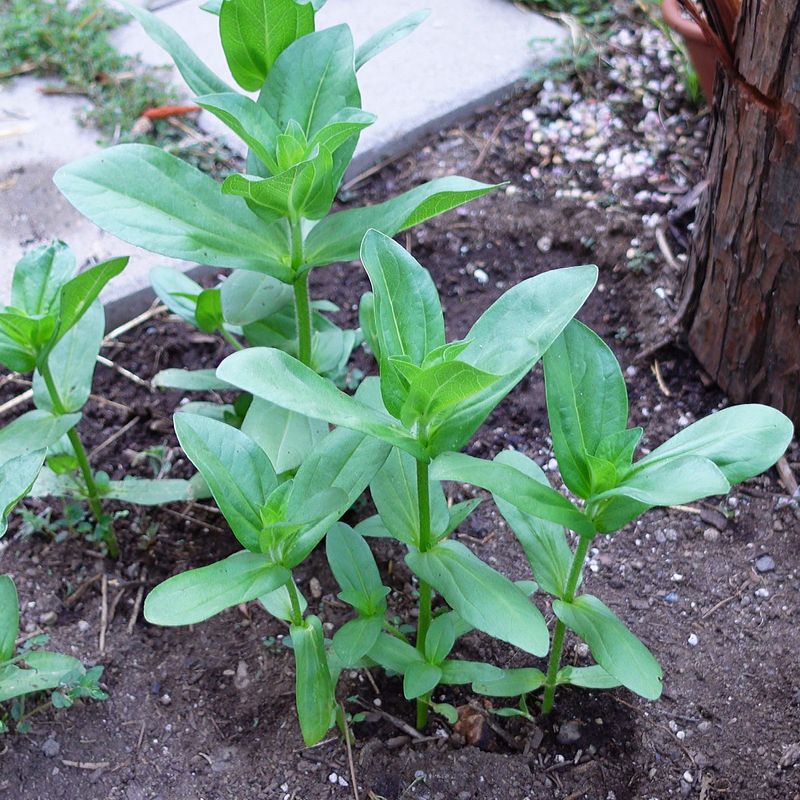 Avoid Late-Season Transplanting