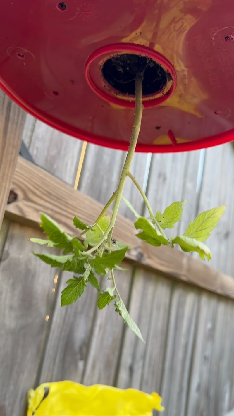 Try Upside-Down Planters