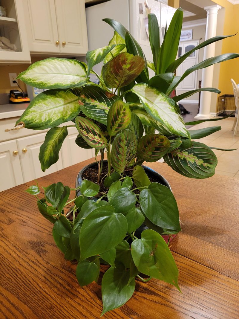 Divide and conquer with mature plants