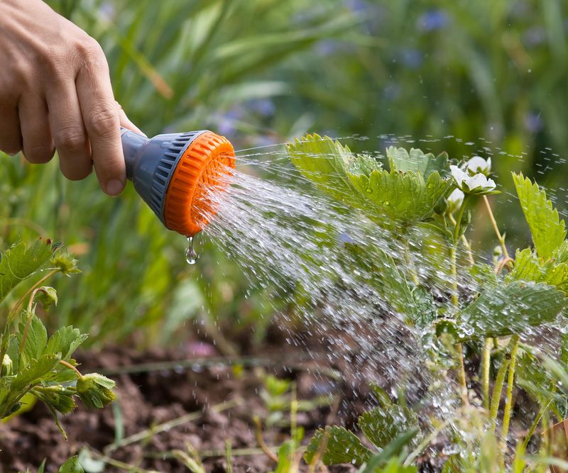 Watering In The Heat Of Day