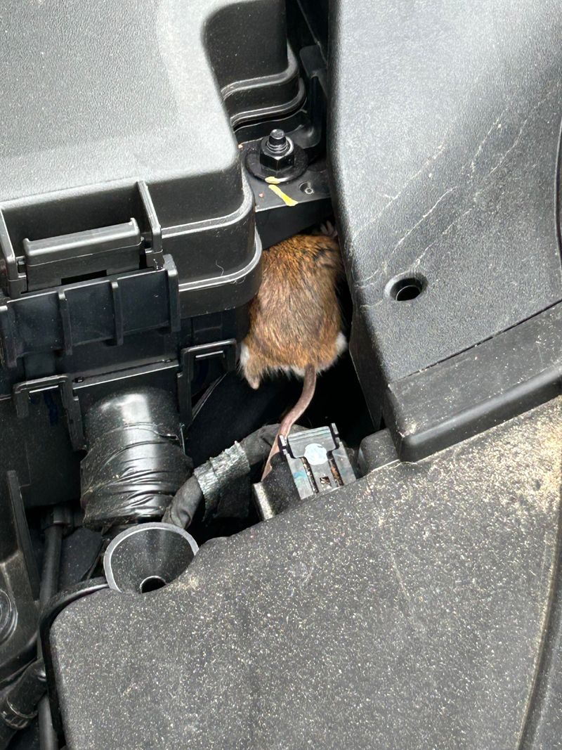 Ignoring Rodent Problems