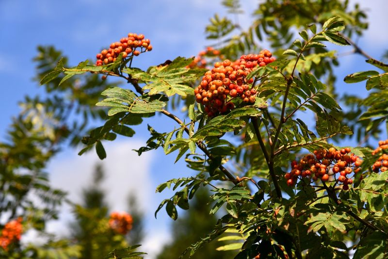 Rowan