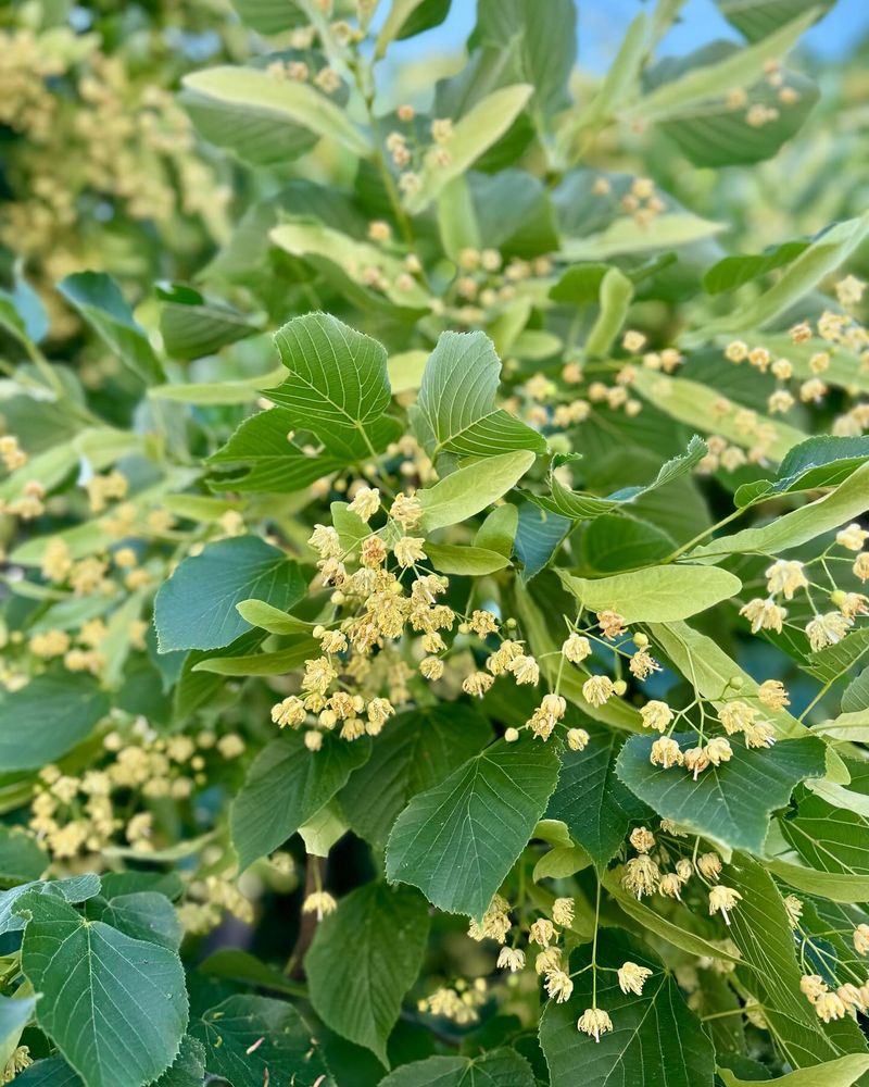 American Linden