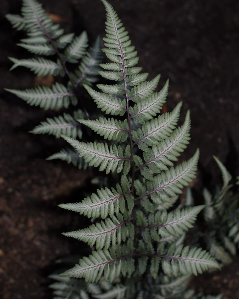 Ferns (Various Species)