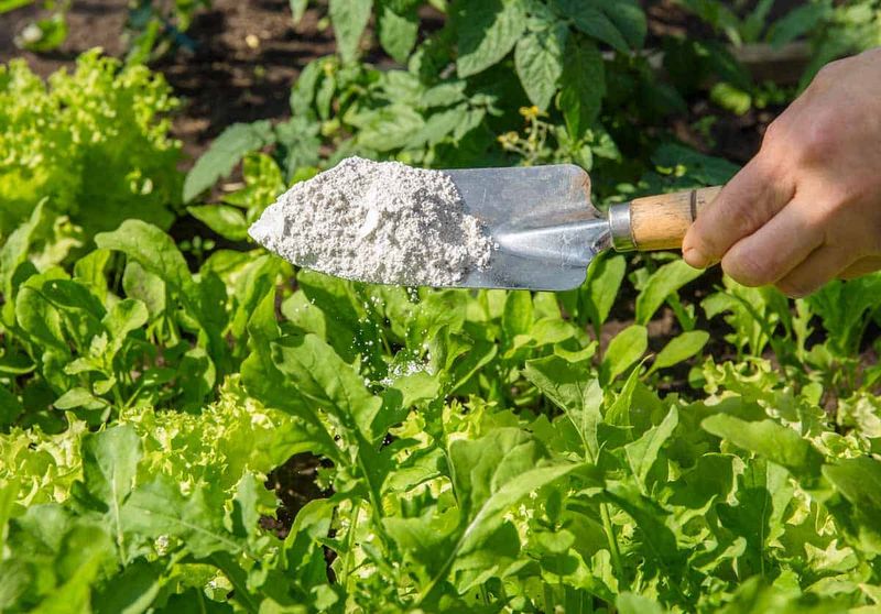 Sprinkle Diatomaceous Earth