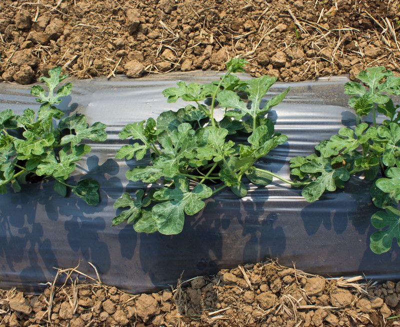 Use Black Plastic Mulch