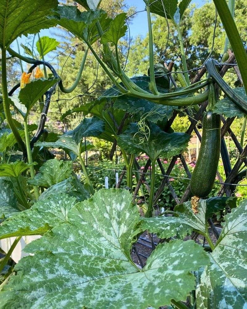Provide Support for Plants