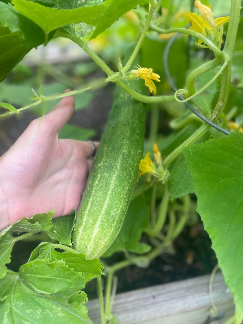 Harvest Regularly