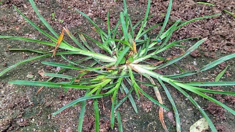 Improve Soil Drainage