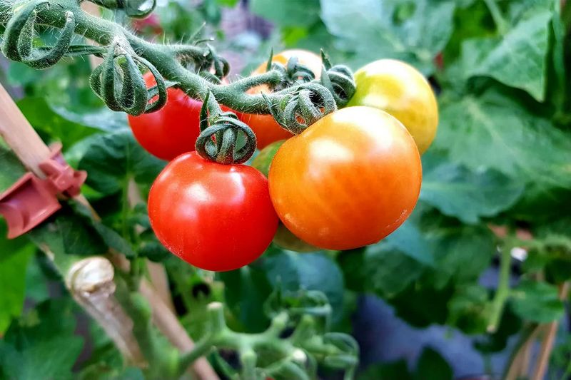Harvesting timing affects flavor