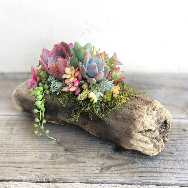 Hollowed Driftwood Planters