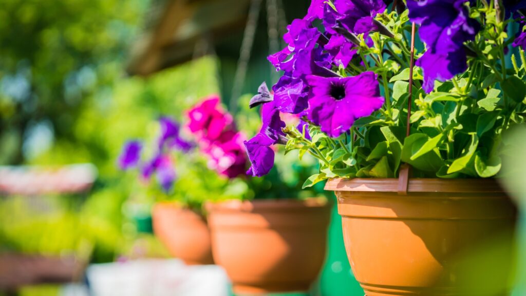 Hanging Planters outdoors