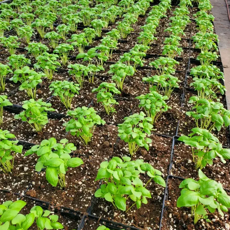 Transplant to Larger Containers