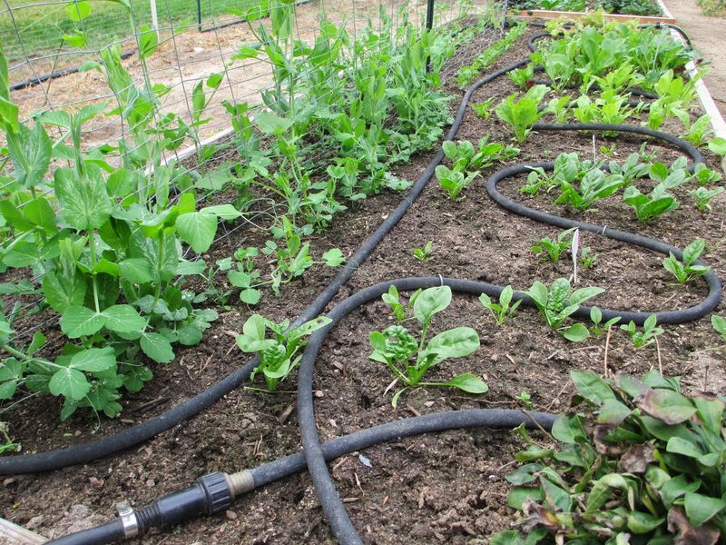 Establish Watering Routines