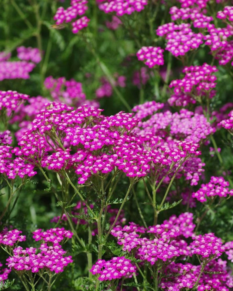 Pink Yarrow (Achillea)