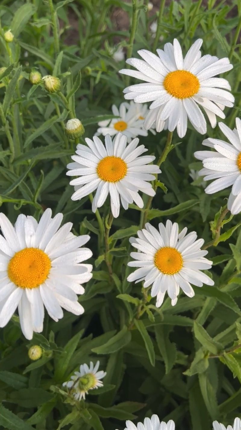 Shasta Daisy