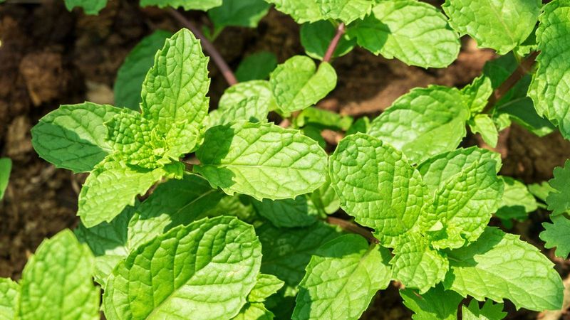 Mint: The Garden Escape Artist