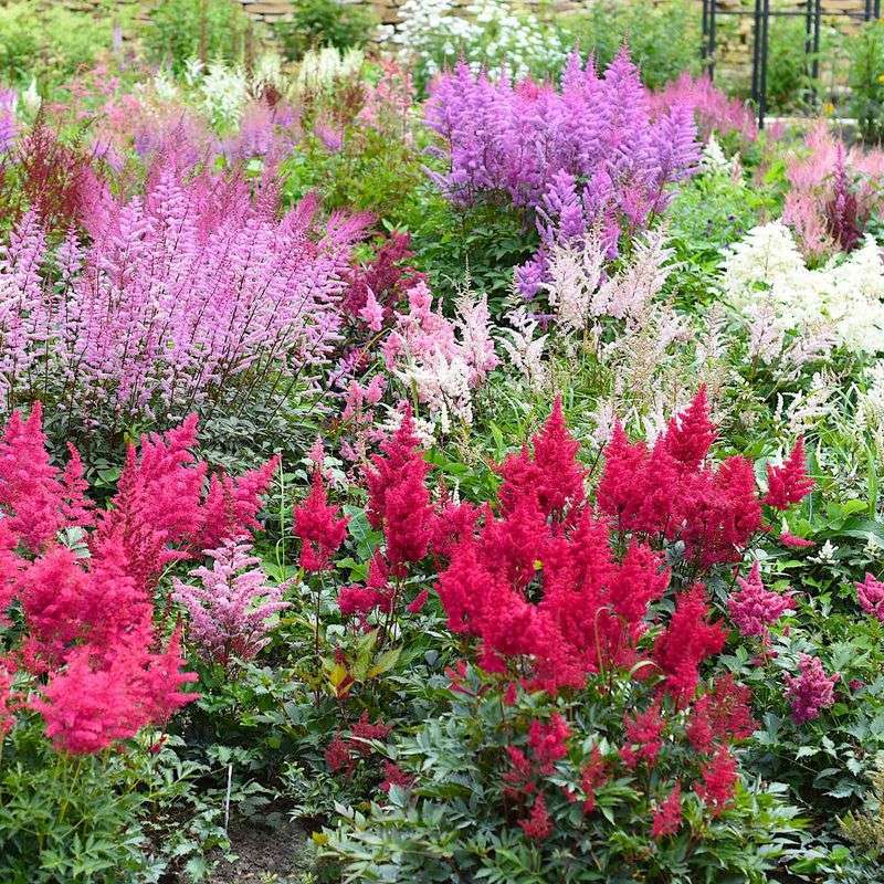 Astilbe