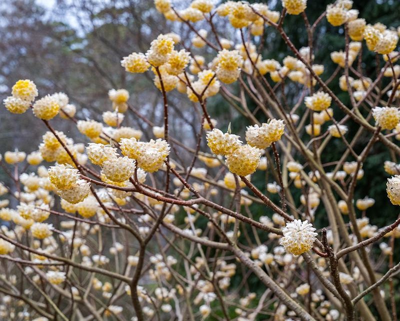 Edgeworthia (Paper Bush)