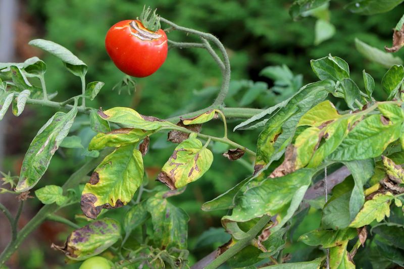 Disease Prevention Considerations