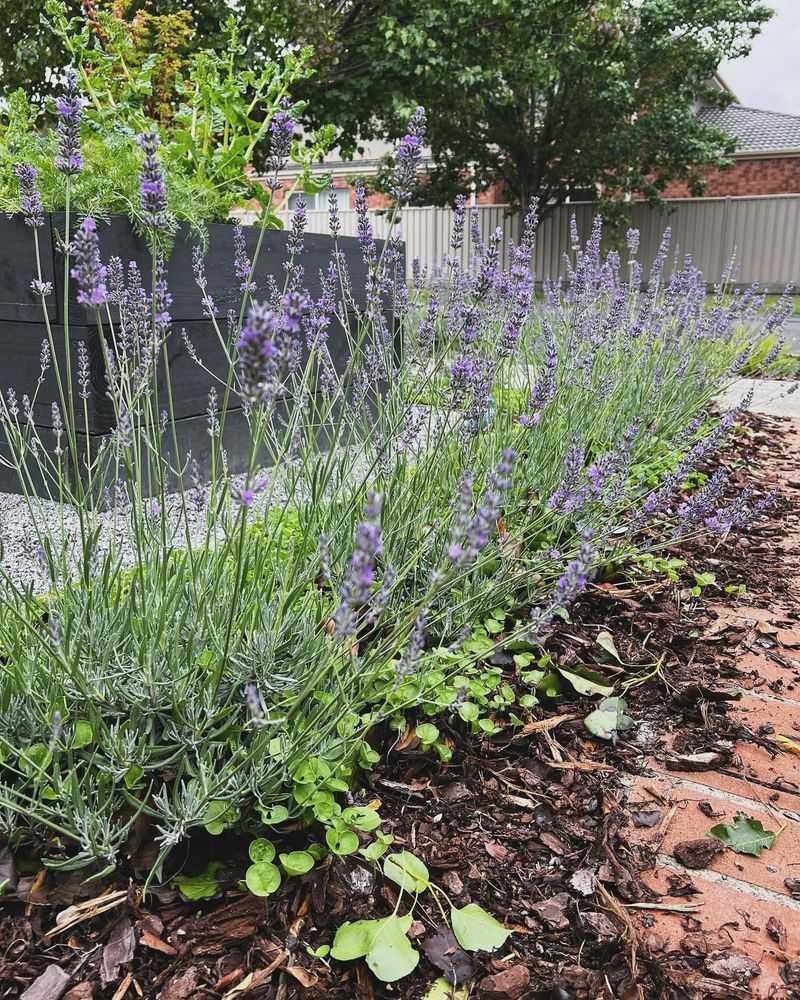 Combat Humidity With Strategic Planting