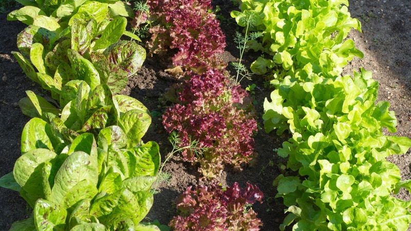 Color As A Ripeness Indicator