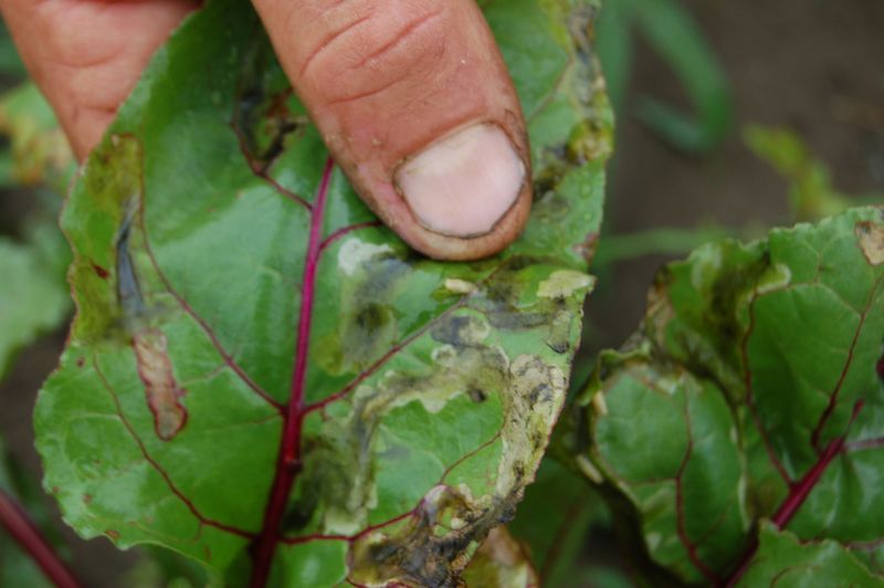 Watch For And Control Common Pests