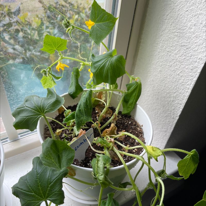 Monitor for Pests Regularly