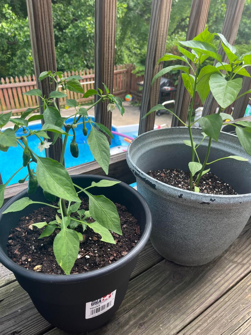 Control Pests Naturally