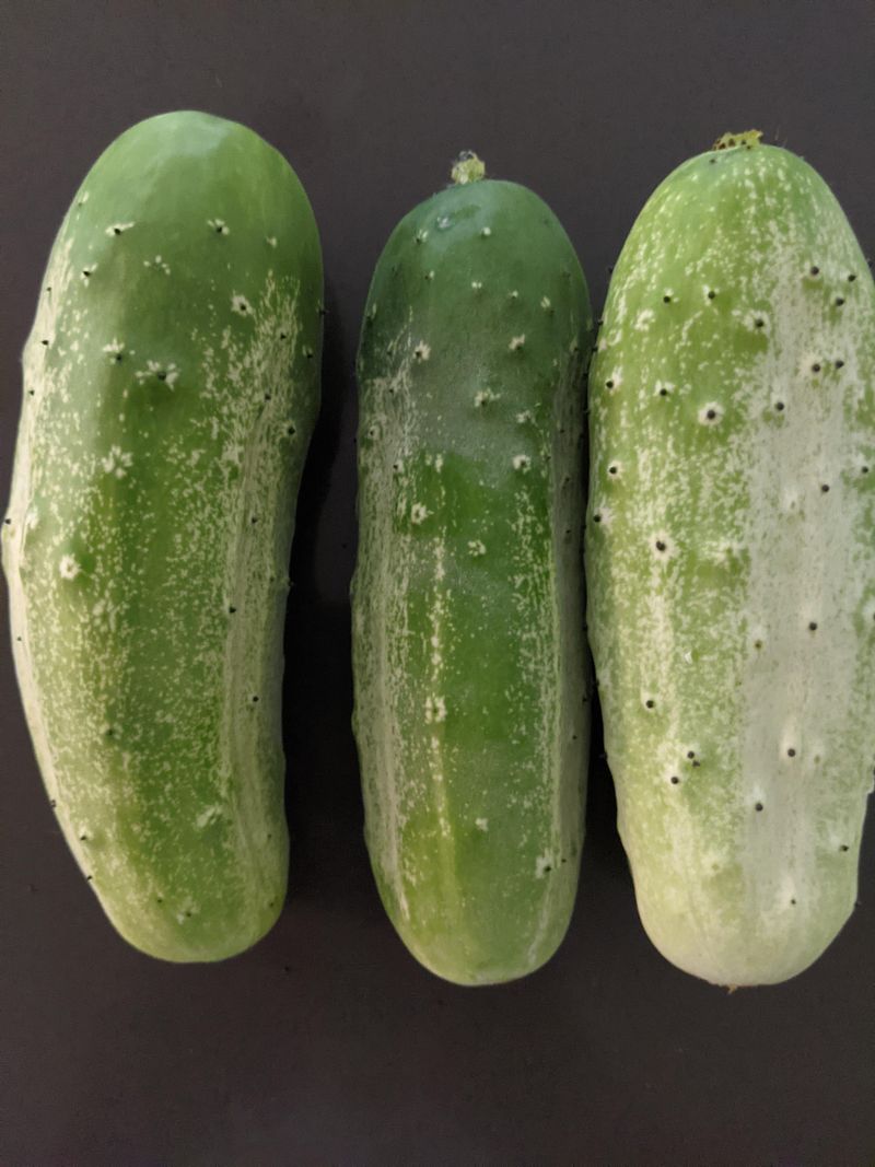 Prevent Bitter Cucumbers