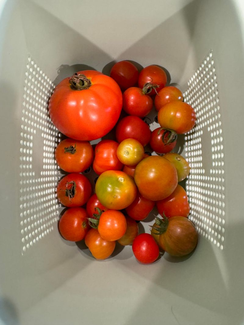 Refrigerating Fresh Tomatoes