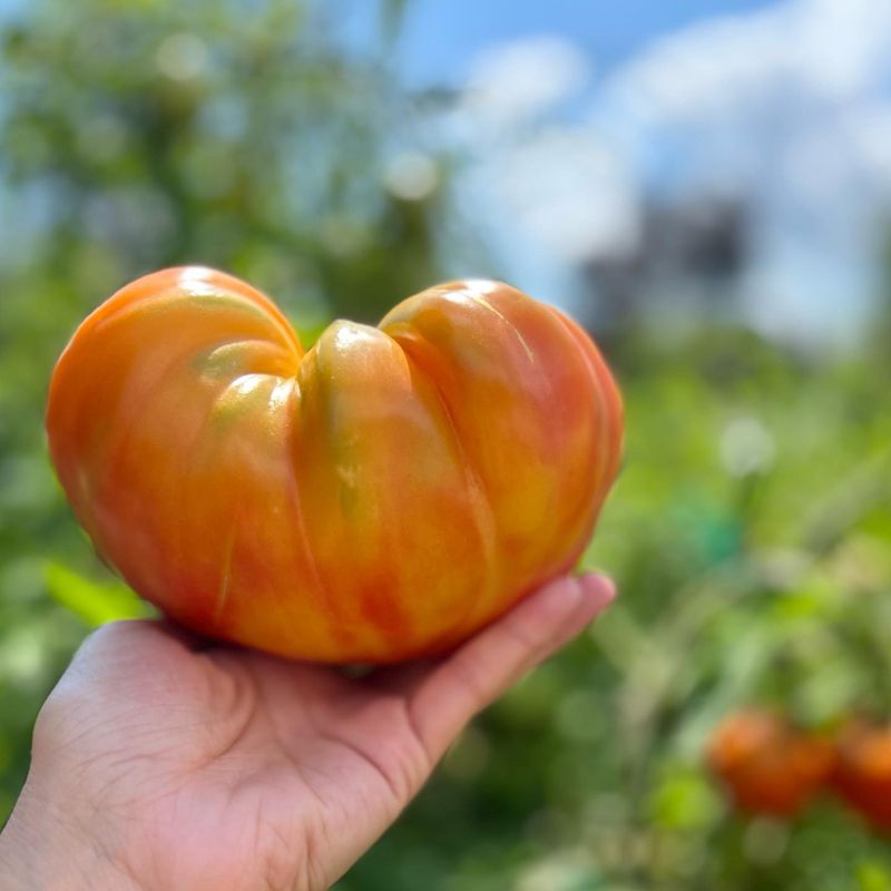 Saving seeds preserves favorites