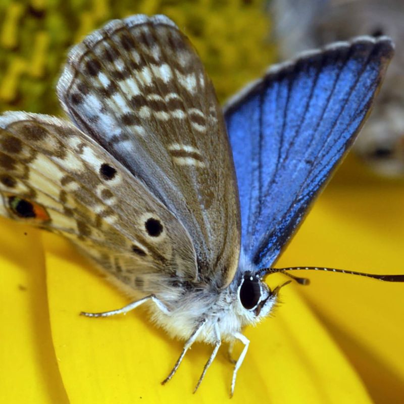 Miami Blue Butterfly