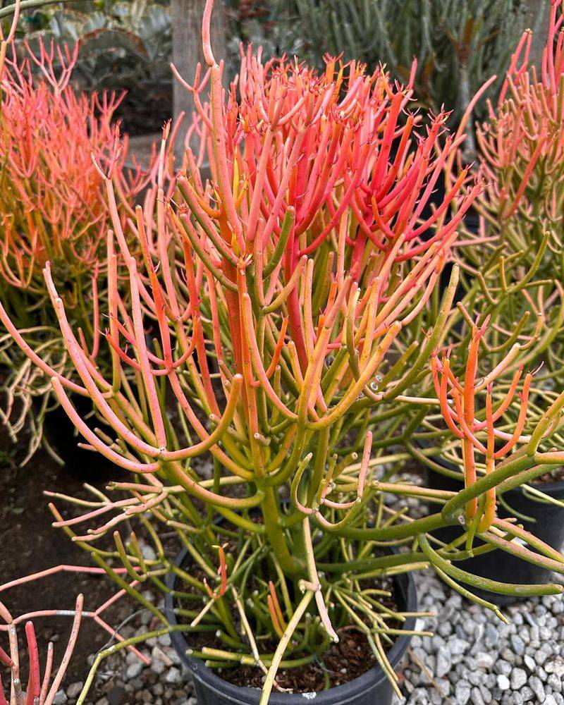 Euphorbia Tirucalli 'Firesticks'