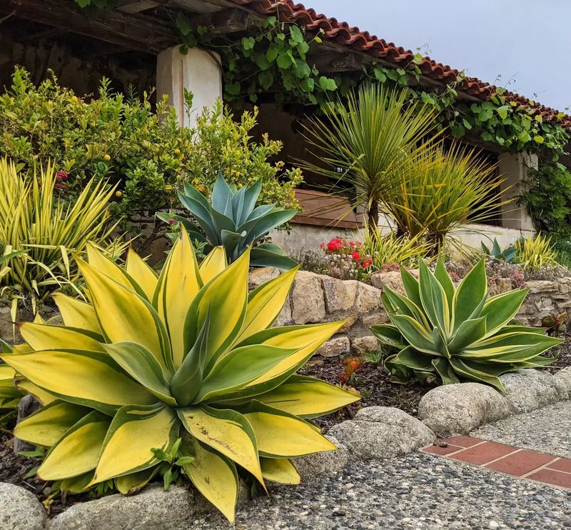 Variegated Agave 'Ray Of Light'