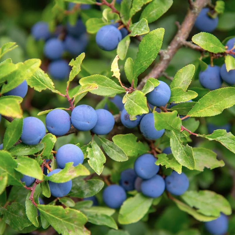 Blackthorn