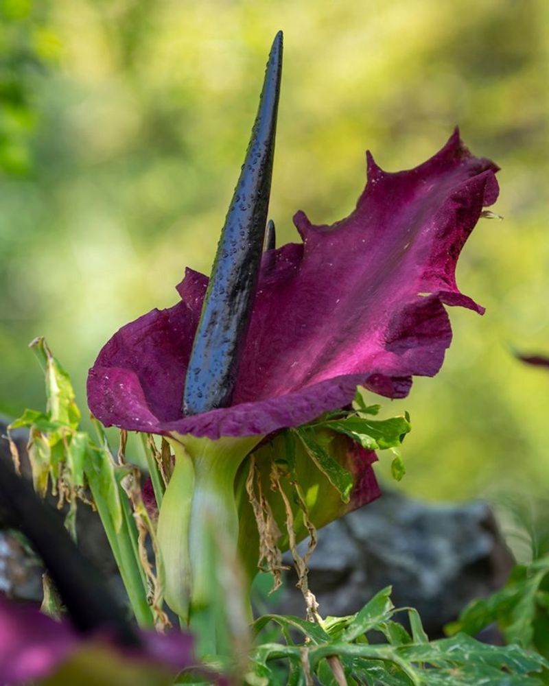 Dragon Arum