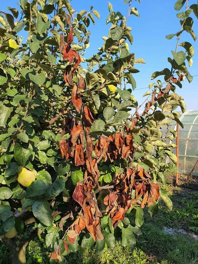 Serviceberry Shrubs and Crabapple Trees