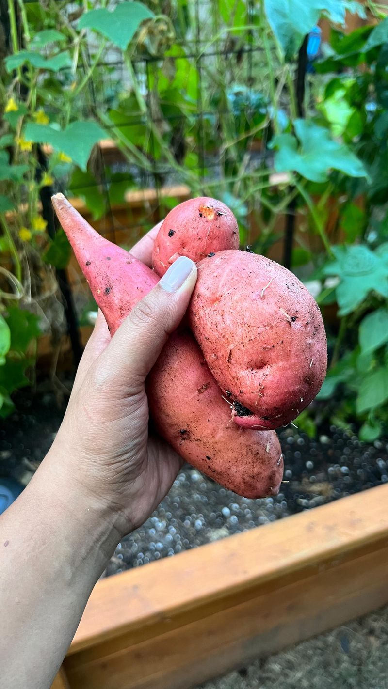 Sweet Potatoes: Long-Season Surprises