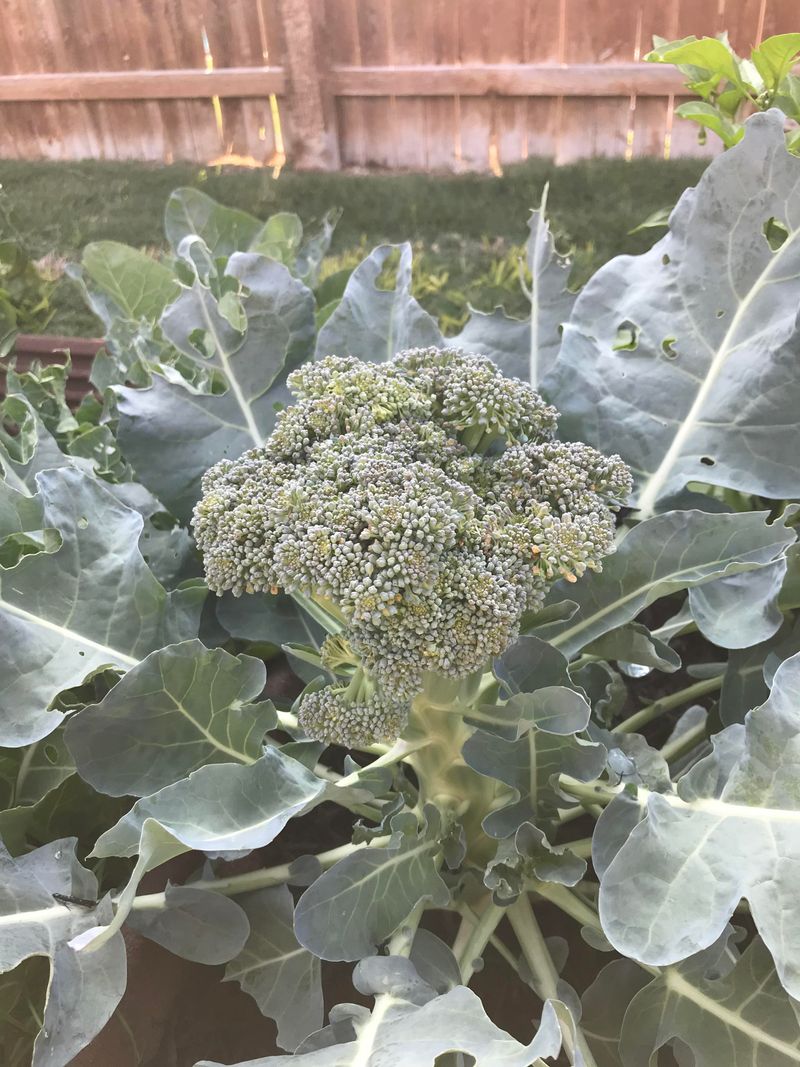 Broccoli: The Heat-Sensitive Clock-Watcher