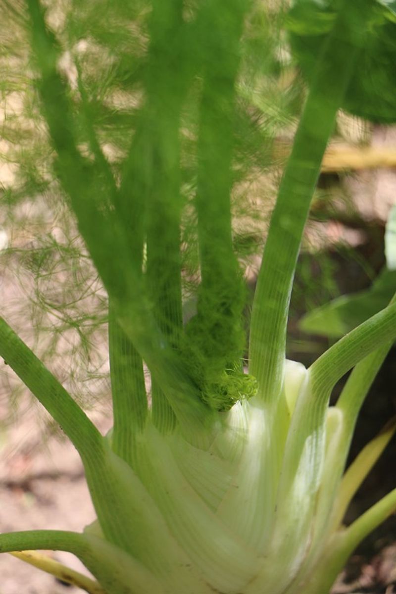 Fennel