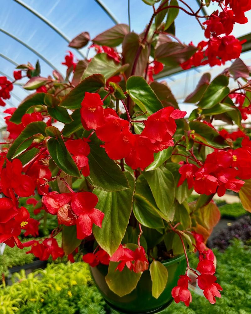 Dramatic Dragon Wing Begonias