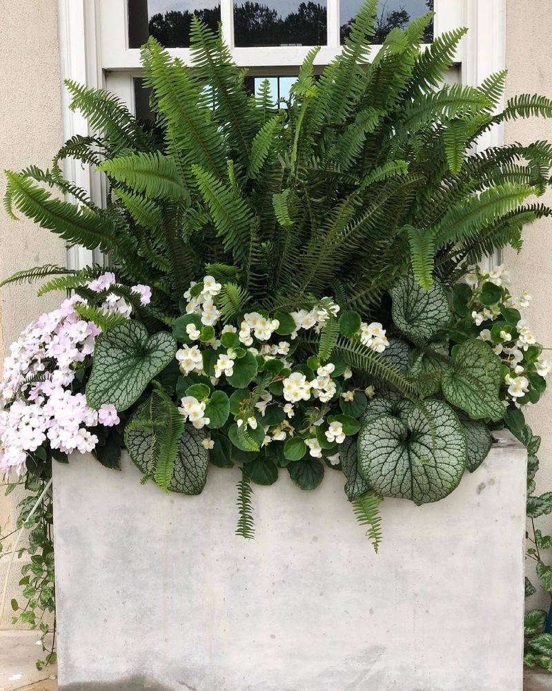 Shade-Thriving Fern Combinations